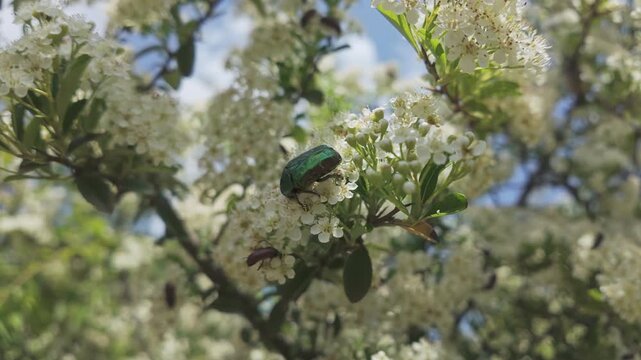 Close-up of Copper Chafer (Protaetia cuprea) with other bugs feed on the small white flowers of the blooming Scarlet Firethorn (Pyracantha coccinea) against a blue sky
