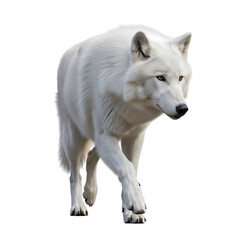 Obraz premium Majestic white wolf walking alone in darkness with piercing gaze
