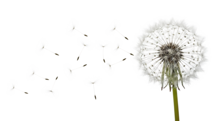 White dandelion seeds dispersing from flower head isolated on a transparent background