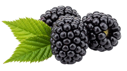 Three blackberries with green leaves isolated on a transparent background fruit