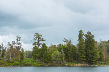 Rain circles on water surface against green forest shore line under cloudy sky. Minimal dramatic woody landscape with coniferous trees and lush thickets along lake when it rains. Gloomy rainy weather.