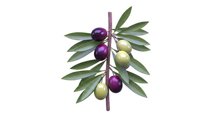 Olive branch with green and purple olives