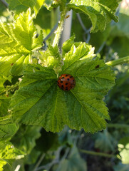 Ladybug on a green leaf. Sunny day outdoors. Botanical closeup photo. Harmonia axyridis.
