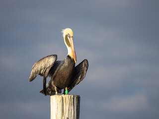 A banded brown pelican standing on top of a post and facing forward against a clean background