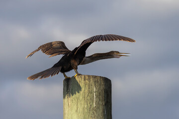An agitated anhinga with its neck outstretched and its beak open