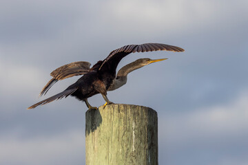 An anhinga perched on the top of a pole with its neck outstretched and wings spread. 