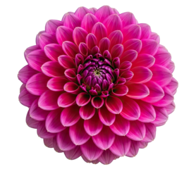 A vibrant pink dahlia flower with a png transparent