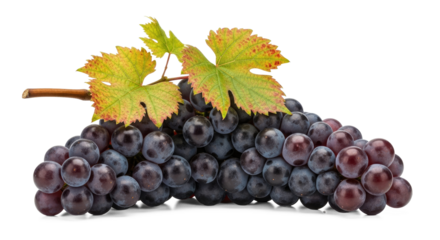 A cluster of dark purple grapes with green leaves on a png transparent