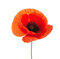 A vibrant red poppy flower with a black center, isolated on a png transparent