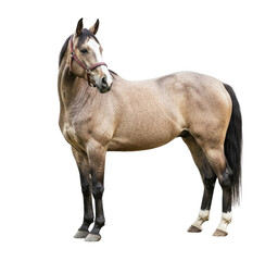Obraz premium A light brown horse standing in a png transparent