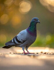 Pigeon in golden light