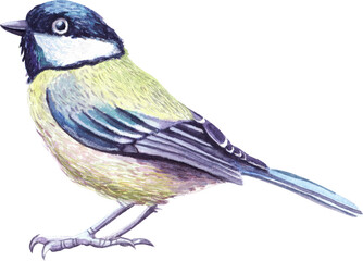 Watercolor illustration of a small tit bird, delicate hand-painted artwork, perfect for nature designs, greeting cards, invitations, wall art, and seasonal or wildlife projects © Viktoriia