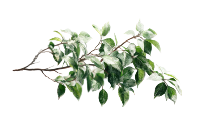 Verdant botanical branch with delicate foliage isolated on white background for natural design, botanical illustration, and eco-friendly creative concepts