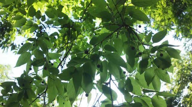 Bottom-up view of green leaves and fruits of Hackberry tree in the evening light, backlit by sun, panorama. Close-up of green foliage of beaverwood tree at sunbeams. Sunshine shining through foliages