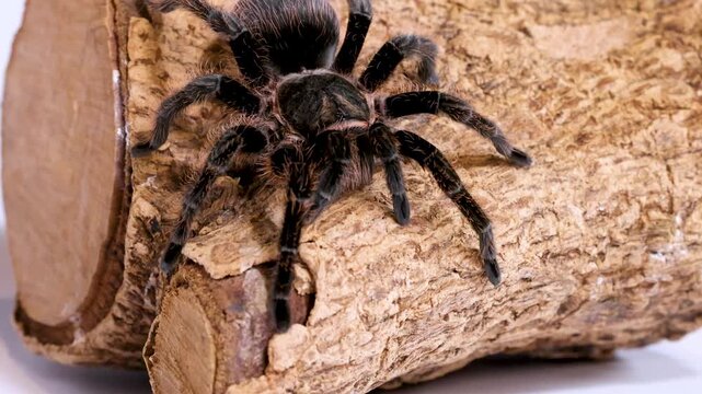 Macro View of a Large Hairy Tarantula Resting on Cork Bark