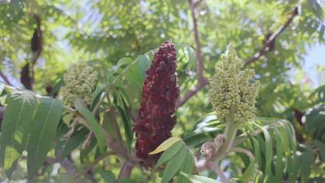 Red fruits, flowers and foliage of Sumac tree sway in the wind on a sunny day