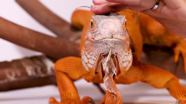 Close Up of a Vibrant Orange Iguana Being Gently Petted