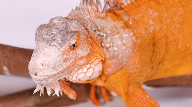 Close Up of a Vibrant Orange Iguana Perched on a Branch