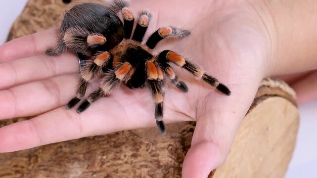 Mexican Redknee Tarantula Crawling on a Human Hand Close Up
