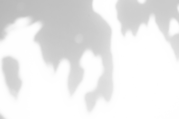 Abstract natural tree branch leaves shadow on white wall background