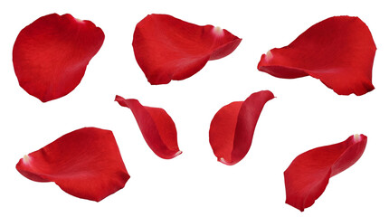 a beautiful arrangement of red rose petals scattered on a transparent background, captured in high definition for a romantic feel. © Theresa