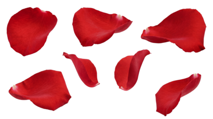 a beautiful arrangement of red rose petals scattered on a transparent background, captured in high definition for a romantic feel.