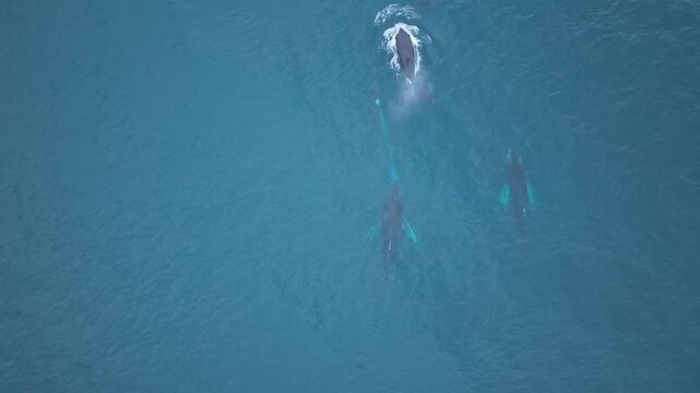 Drone showing four adult whales swimming in formation. Two whales at the back surface and breathe together at the exact same time. Evidence of underwater synchronization and coordination.
