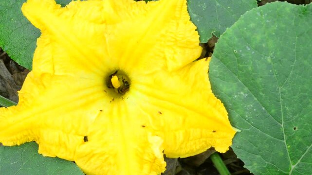 Bees Harvesting Pollen From Pumpkin Blossoms