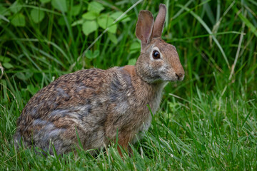 Fototapeta premium Eastern Cottontail Rabbit – Sylvilagus floridanus