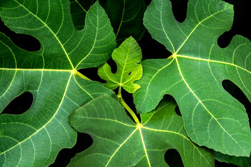 Fig leaves