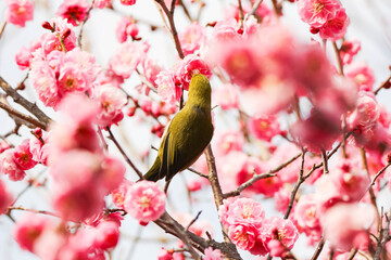 梅の花の蜜を求めるメジロ