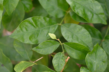 Close Up Shot of Citrus Aurantifolia Leaves