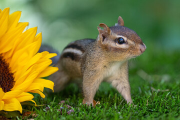 Obraz premium Cute little Eastern Chipmunk (Tamias striatus) checks out bright yellow sunflower. 