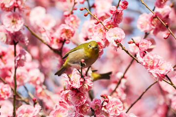 梅の花の蜜を求めるメジロ