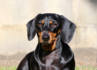 Portrait of a black and tan Dachshund dog sitting outdoors