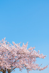 桜　青空　春