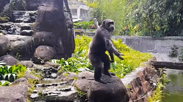 A chimpanzee asks zoo visitors for food.
