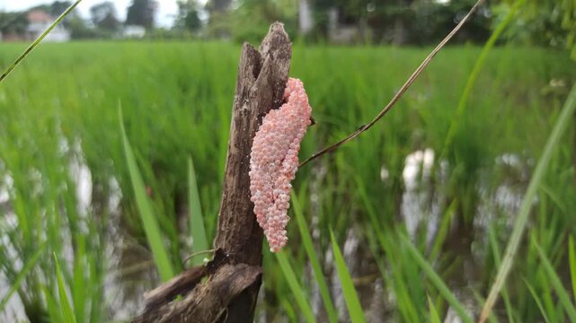 Clusters of tiny snail eggs cling to the wet soil at the rice field&rsquo;s edge, a hidden sign of pests that challenge farmers and the growing crop.