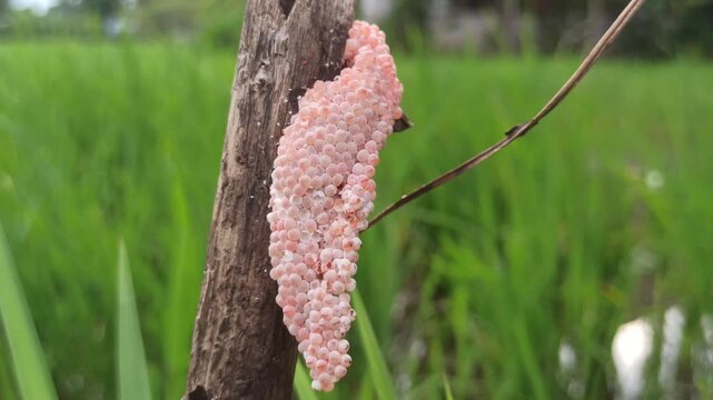 Clusters of tiny snail eggs cling to the wet soil at the rice field&rsquo;s edge, a hidden sign of pests that challenge farmers and the growing crop.
