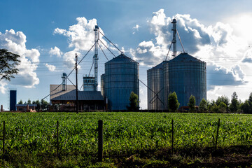 Dense cornfield stretches toward modern grain silos under a bright sky in Brazil, symbolizing efficient agribusiness, post-harvest technology and food security © AlfRibeiro