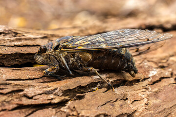 A large cicada insect clings to the textured bark of a tree. A detailed macro shot from nature, showcasing the creature's camouflage and intricate wings in its natural forest habitat