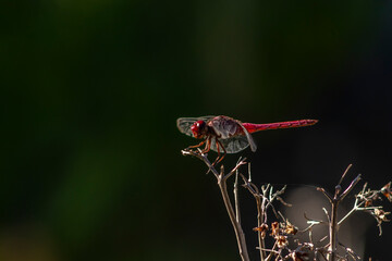 A vibrant red dragonfly (Sympetrum sanguineum) perched on a dry branch against a lush green...