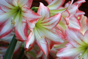 Cluster of red and white Hippeastrum Amaryllis flowers on plants in a garden