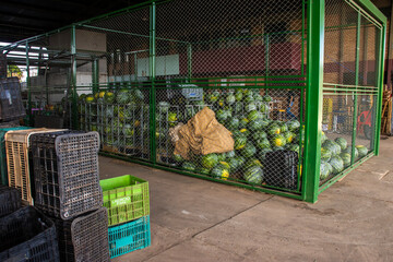 Marilia, SP, Brazil, October 16, 2025. Fresh watermelons stacked in crates at the CEAGESP wholesale market in Marília. The essence of brazilian agriculture, food logistics and produce distribution.