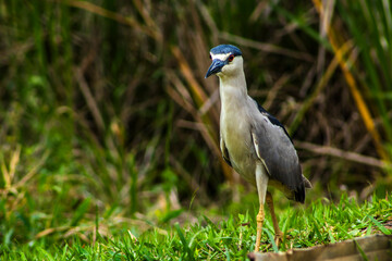 A Black-crowned Night-Heron (Nycticorax nycticorax) stands on a grassy bank. This nocturnal bird, with its striking black, white, and grey plumage, is a common sight in wetlands worldwide.
