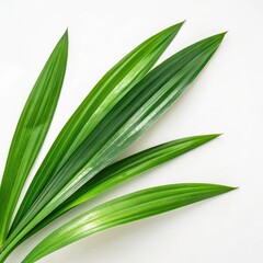 Obraz premium Glossy tropical palm leaves on white background, vibrant green foliage close-up for botanical design, summer themes, wellness branding, natural textures, eco-friendly backgrounds