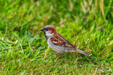 Fototapeta premium Male House Sparrow in Grass in Te Anau, New Zealand