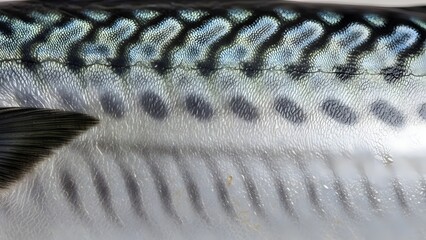 Close-up of fish scales on silver fish. © MDigital Art Studio