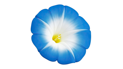 Blue and White Morning Glory Flower