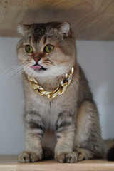 Obraz premium Playful cat with golden chain necklace poses adorably, showcasing its unique personality and charm. cat expressive eyes and tongue out add to its playful demeanor
